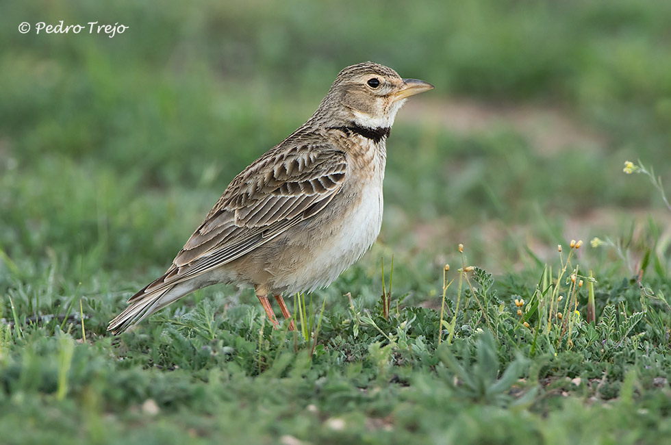 Calandria común (Melanocorypha calandra)